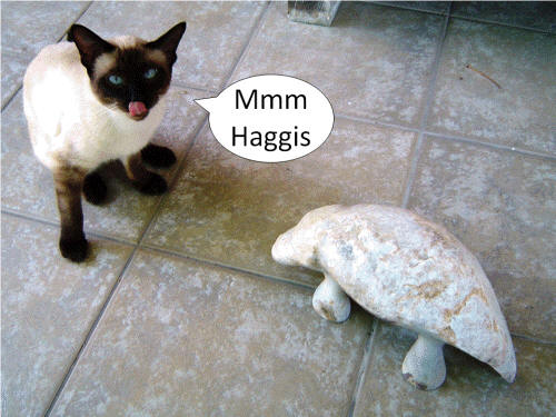 Haggis Scoticus and Parsley [Our Siamese Cat] by Cliff Fraser