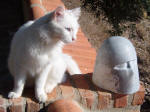 Diesel the Cat and The Beautiful Fatima 5  - A marble sculpture by Cliff Fraser [and Diesel the cat]
